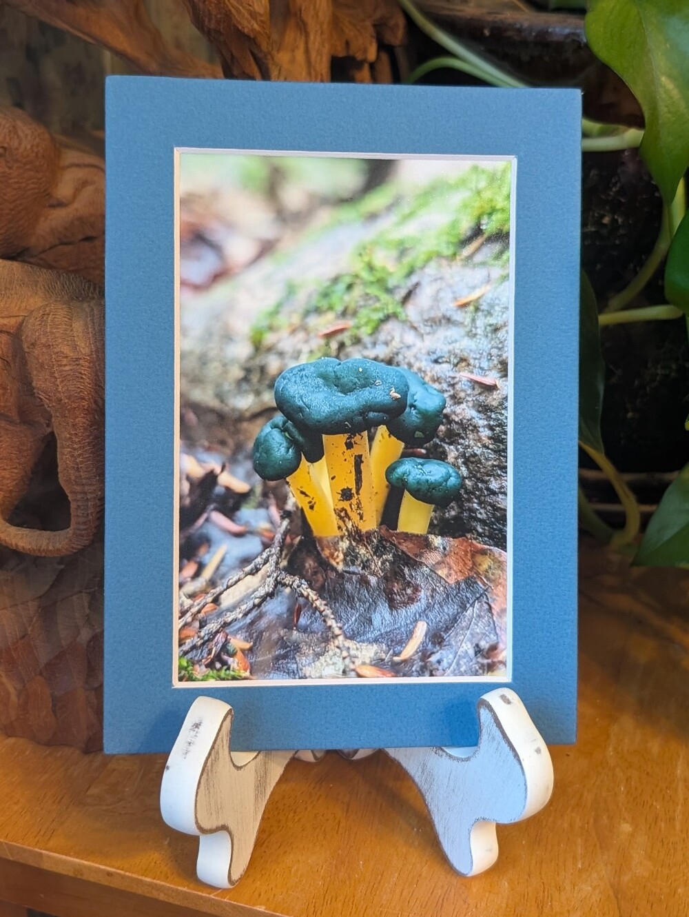 Original Mushroom Photography 5x7 Blue Matted Print